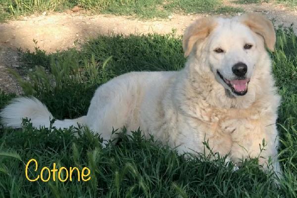 Cotone, morbidone compatibile con i bambini Foto 3